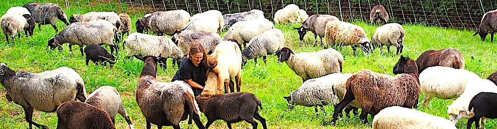 Schafe im Naturschutzgebiet Eichenhain Stuttgart Riedenberg 3.9.2015