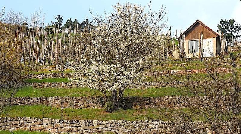 Blühende Sträucher im Weinberg