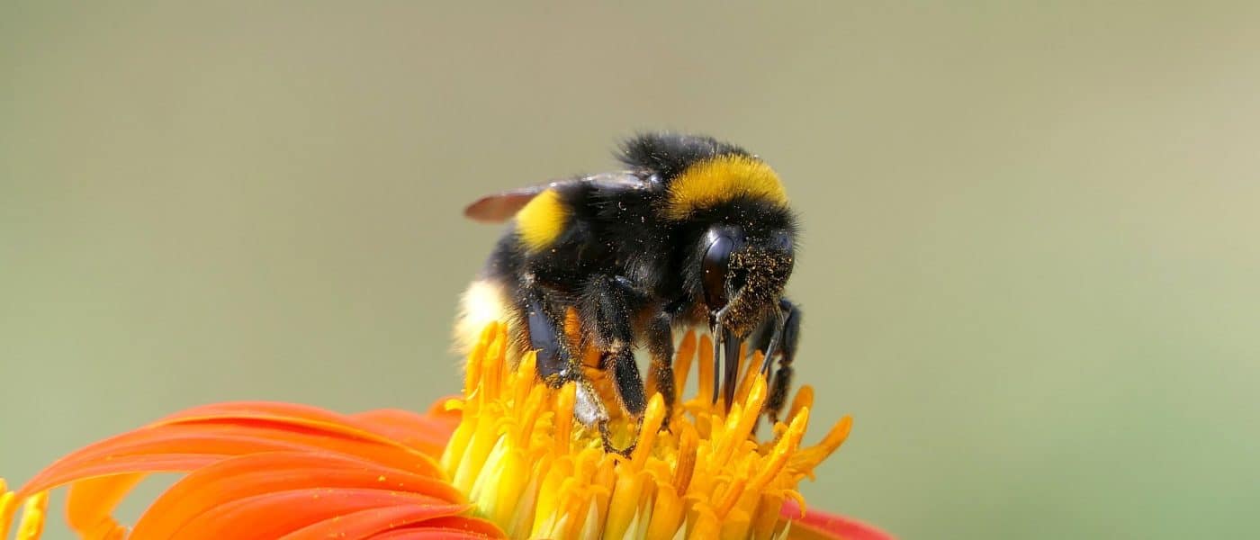 Artenvielfalt, Wildbiene auf einer Blüte