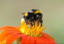 Artenvielfalt, Wildbiene auf einer Blüte