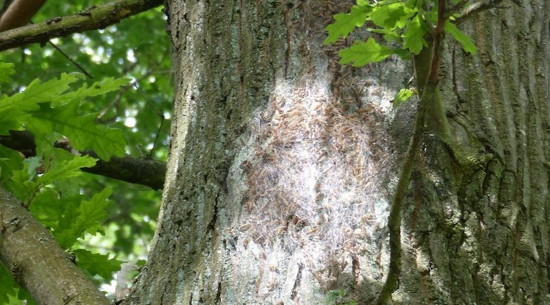 Nest von Eichenprozessionsspinnern an einem Baumstamm