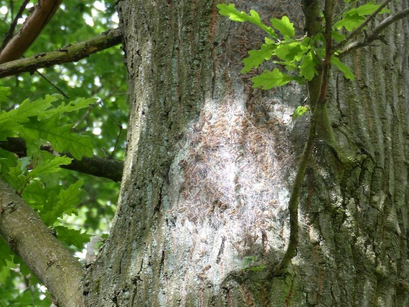 Nest von Eichenprozessionsspinnern an einem Baumstamm