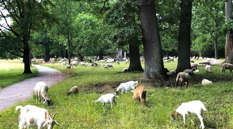 Schafe und Ziegen weiden beim Elly Heuss-Knapp-Denkmal im Eichenhain