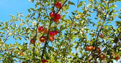 rote Äpfel am Baum vor blauem Himmel