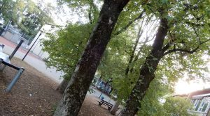 Bäume auf hinterem Schulhof der Wilhelmsschule Wangen