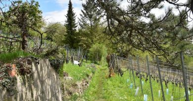 Blick auf Wandelweg zwischen Gärten und Weinbergen am Dürrbachtal