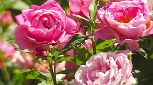 rose blühende Rosen