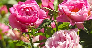 rose blühende Rosen
