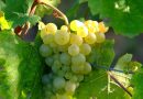 Beitragsbild für eine Weinprobe am 20. Oktober in Rohracker zeigt weiße Weintrauben