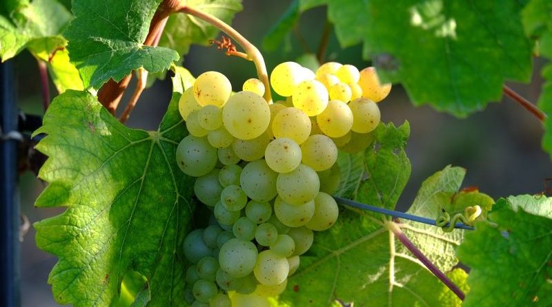 Beitragsbild für eine Weinprobe am 20. Oktober in Rohracker zeigt weiße Weintrauben