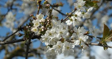 Blühender Obstbaumzweig zur Ankündigung einer OGV Veranstaltung