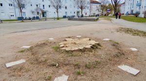 Baumstumpf auf dem Dorfplatz Heumaden 23.2.2026