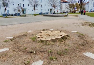 Baumstumpf auf dem Dorfplatz Heumaden 23.2.2026