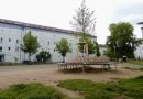 Nachgepflanzte Rotbuche auf dem Dorfplatz an der Bildäckerstraße