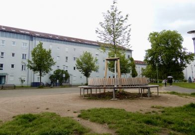 Nachgepflanzte Rotbuche auf dem Dorfplatz an der Bildäckerstraße