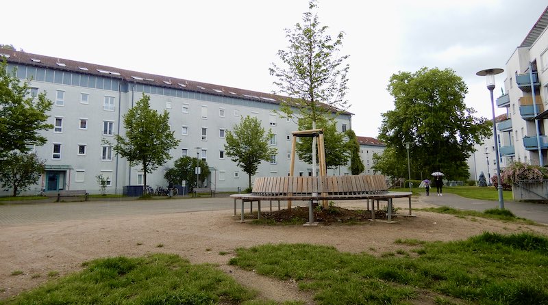 Nachgepflanzte Rotbuche auf dem Dorfplatz an der Bildäckerstraße