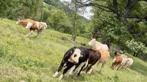Kühe weiden im Naturschutzgebiet Eichenhain