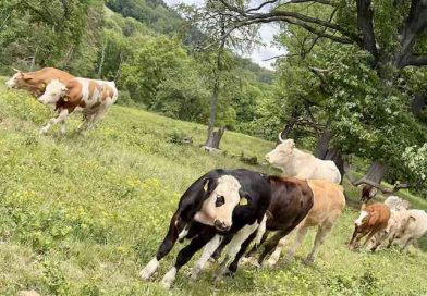 Kühe weiden im Naturschutzgebiet Eichenhain