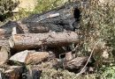 Angebrannter Holzstapel