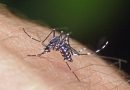 Tigermücke auf einem Arm sitzend
